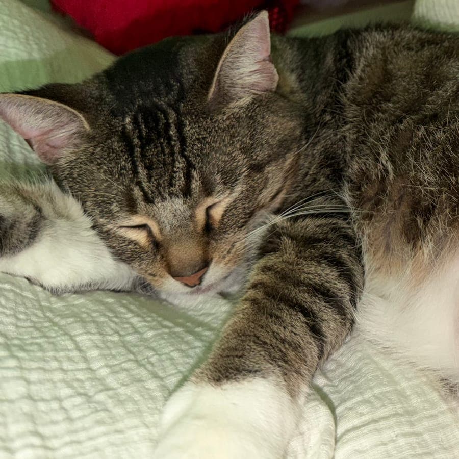 Kikis, a grey tabby cat, asleep