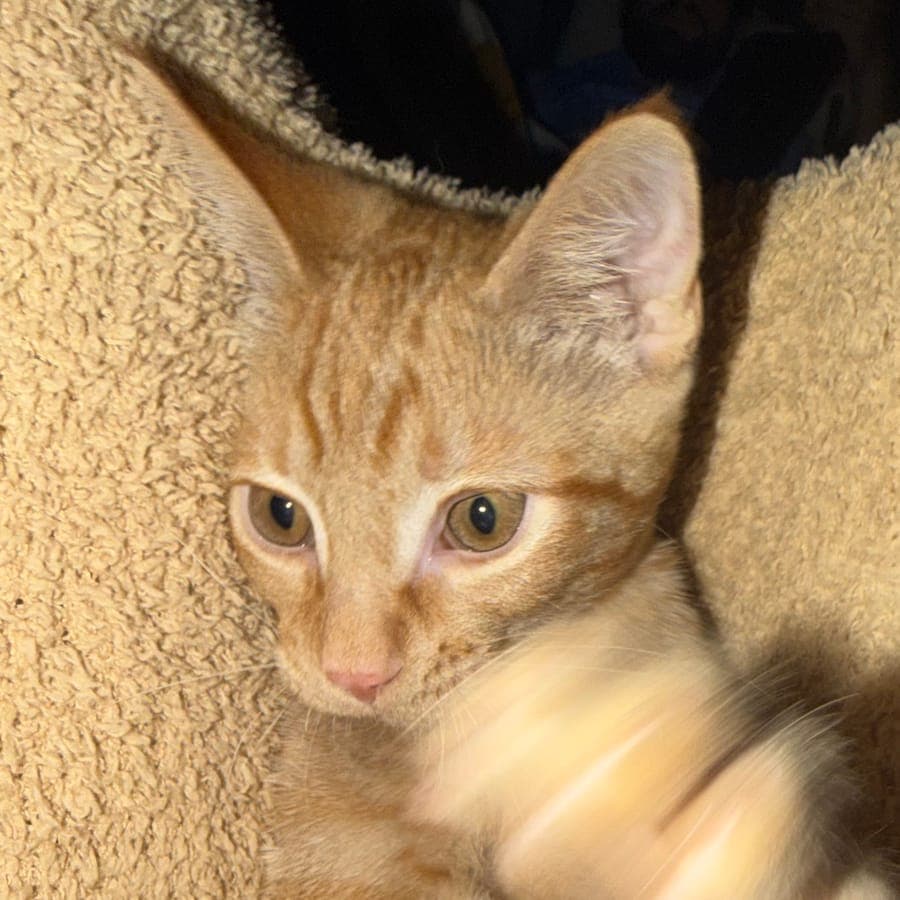 Nacho, an orange tabby cat, curled up